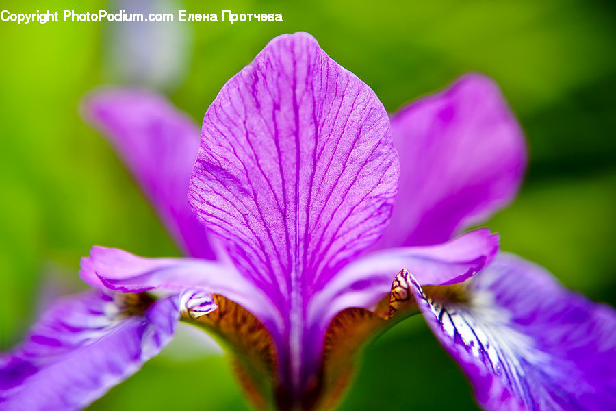 Blossom, Flora, Flower, Plant, Violet, Geranium, Crocus