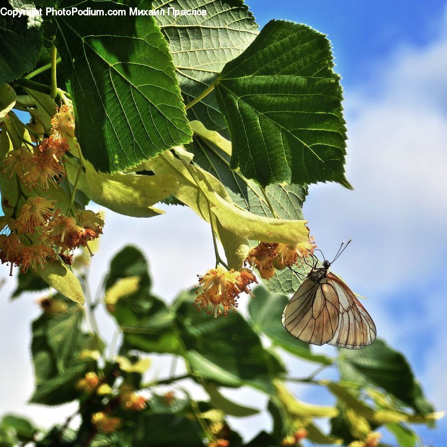 Plant, Butterfly, Insect, Invertebrate, Blossom, Flora, Flower
