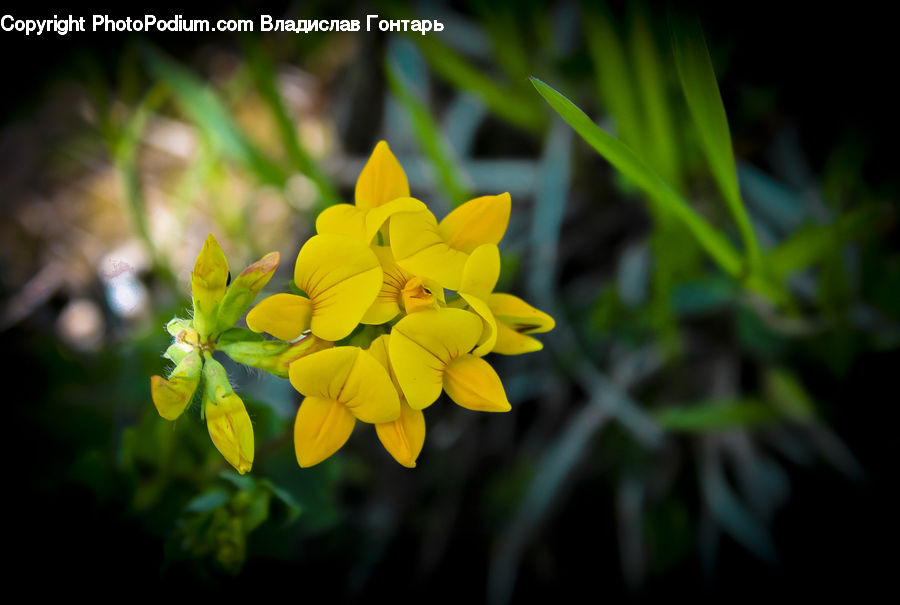 Blossom, Flora, Flower, Plant, Daffodil, Geranium, Fiber