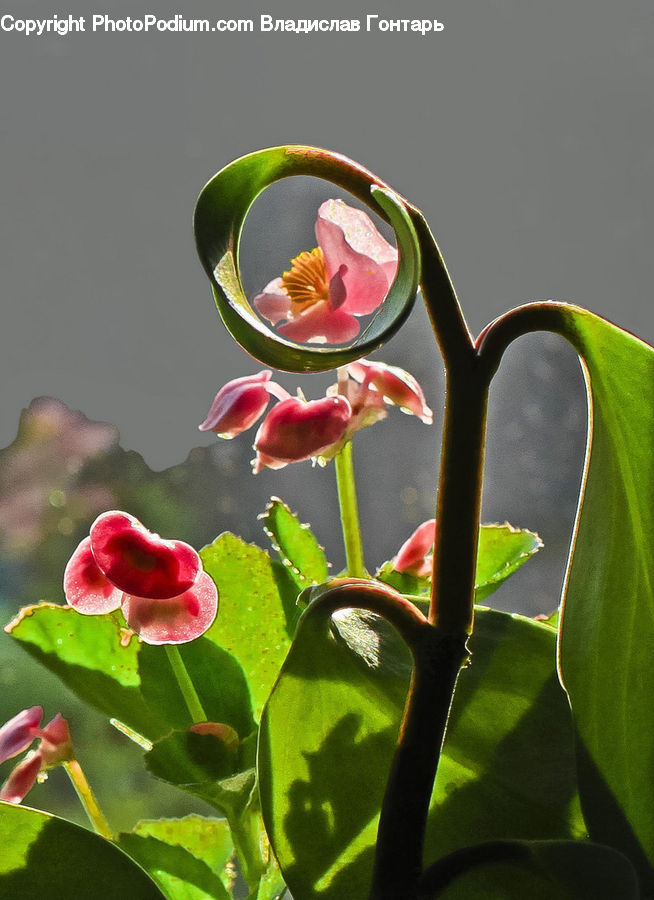 Bud, Plant, Blossom, Flora, Flower, Petal, Rose