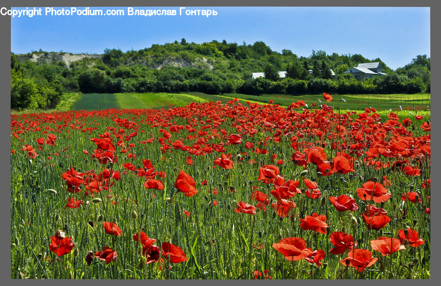 Blossom, Flora, Flower, Plant, Poppy, Tulip, Field