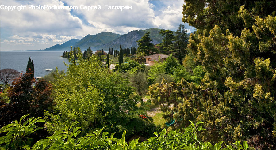 Conifer, Fir, Plant, Tree, Vegetation, Landscape, Nature