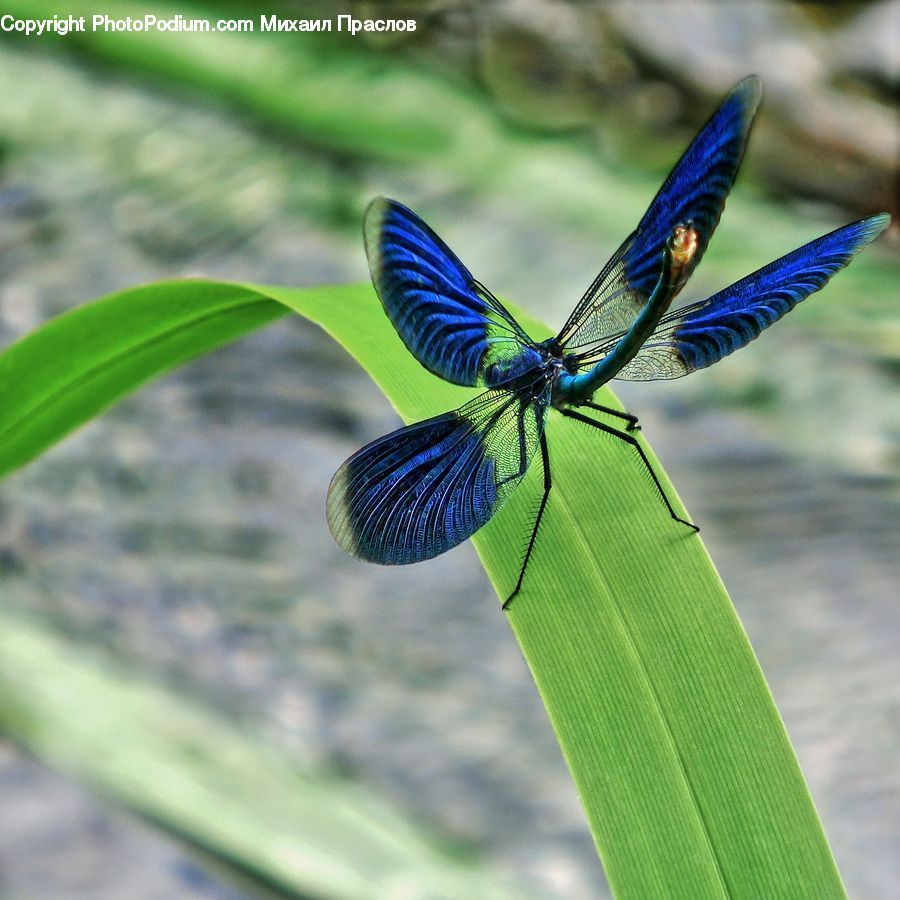 Anisoptera, Dragonfly, Insect, Invertebrate, Butterfly, Plant, Asteraceae