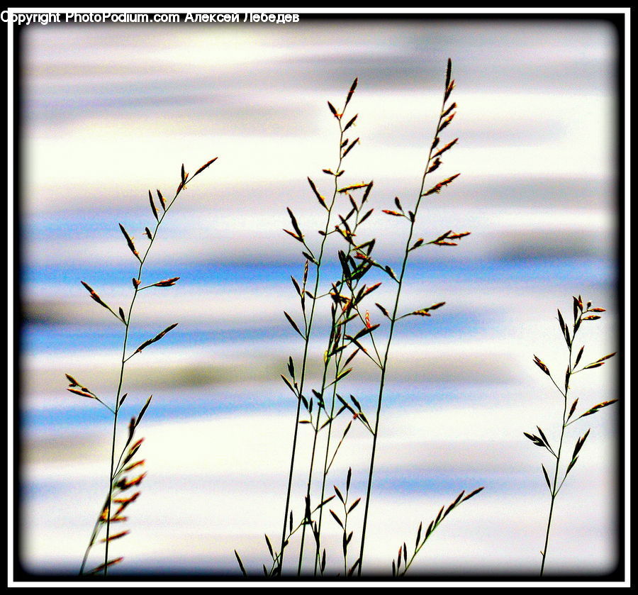 Field, Grass, Grassland, Plant, Reed, Weed, Blossom