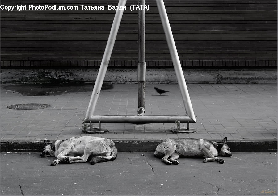 Animal, Zoo
