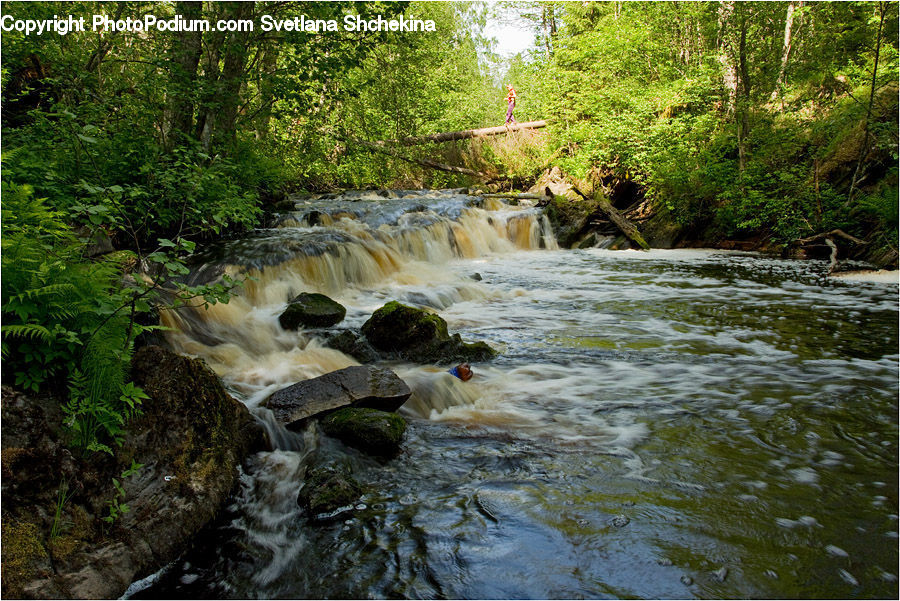 Creek, Outdoors, River, Water, Stream, Rock, Forest