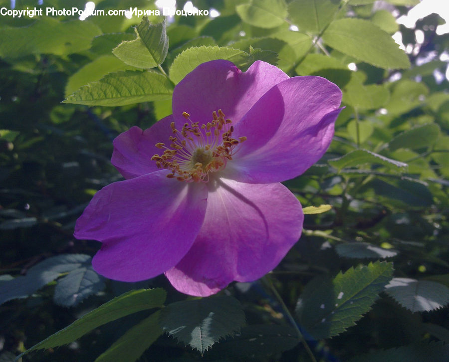 Blossom, Flora, Flower, Geranium, Plant, Hibiscus, Poppy