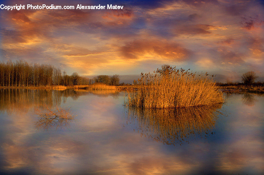 Flood, Field, Grass, Grassland, Plant, Landscape, Nature