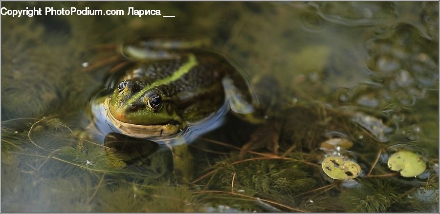 Amphibian, Frog, Wildlife, Glass, Food