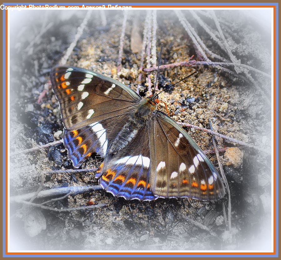 Butterfly, Insect, Invertebrate, Collage, Poster, Carnival, Festival