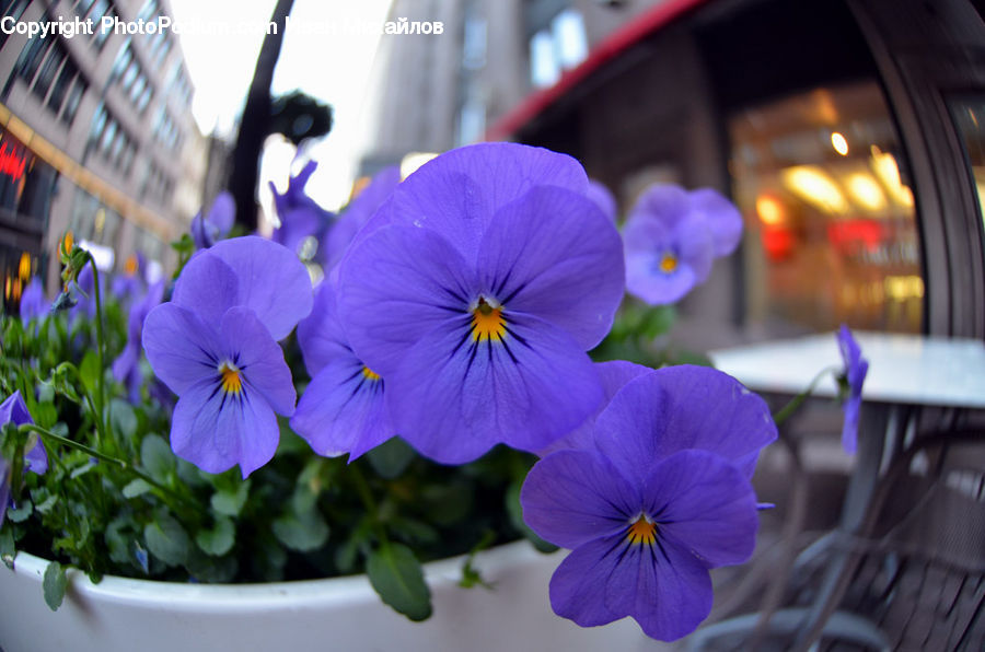 Blossom, Flora, Flower, Plant, Violet, Geranium, Crocus
