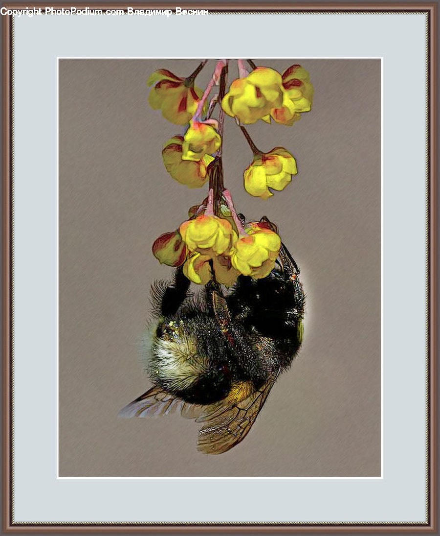 Andrena, Apidae, Bee, Bumblebee, Honey Bee, Insect, Invertebrate