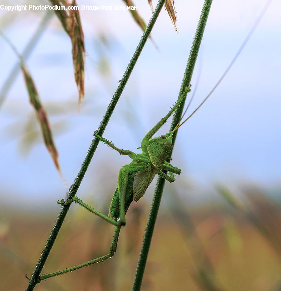 Cricket Insect, Grasshopper, Insect, Invertebrate, Gecko, Green Lizard, Lizard