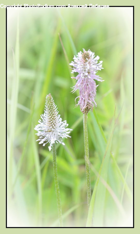 Dandelion, Flower, Plant, Allium, Blossom, Flora, Field