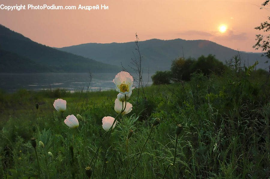 Blossom, Flora, Flower, Plant, Field, Grass, Grassland
