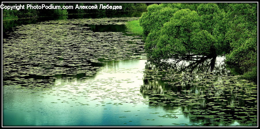 Forest, Grove, Land, Outdoors, Pond, Water, Vegetation