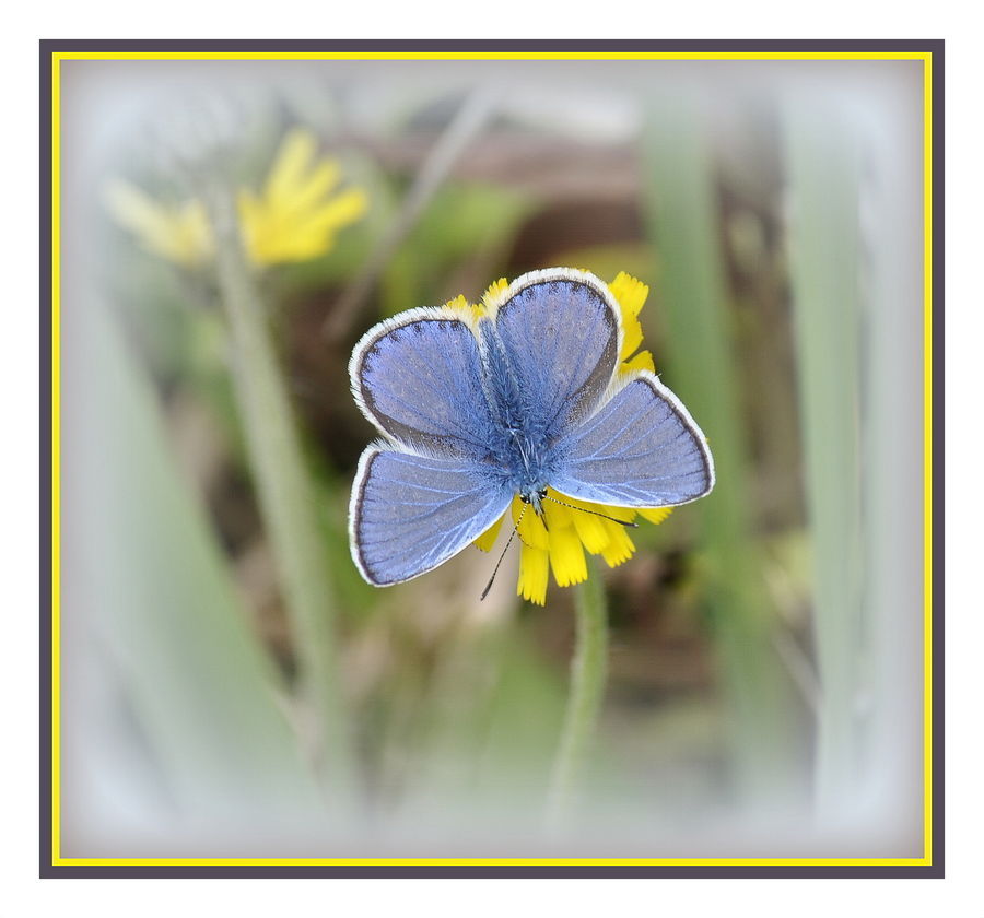 Fiber, Flax, Flora, Flower, Plant, Butterfly, Insect