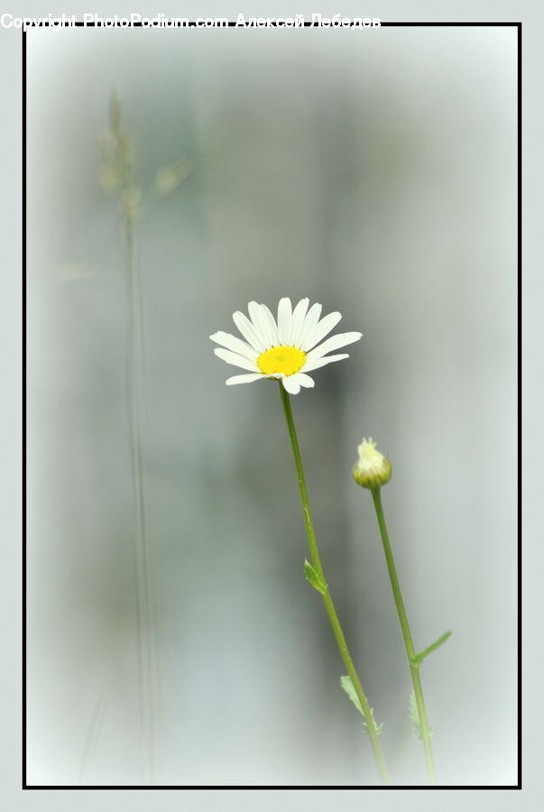 Cosmos, Daisies, Daisy, Flower, Plant, Aster, Blossom