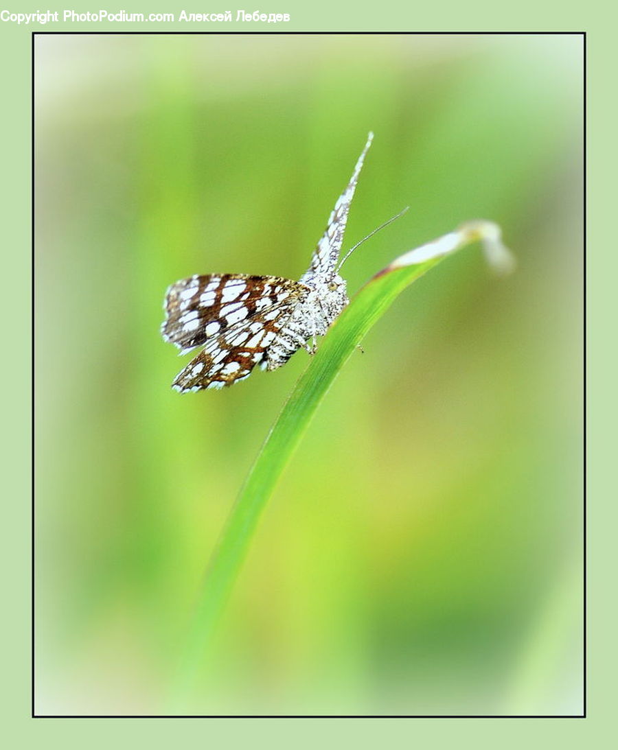 Arachnid, Garden Spider, Insect, Invertebrate, Spider, Butterfly, Argiope