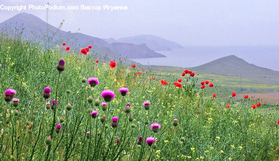 Flora, Flower, Plant, Thistle, Weed, Field, Grass