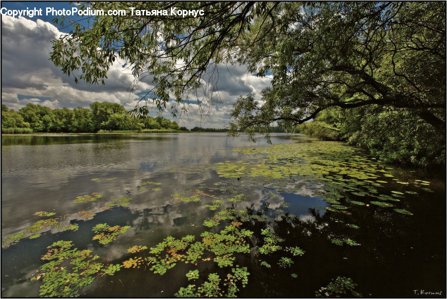Plant, Potted Plant, Outdoors, Pond, Water, Tree, Bush