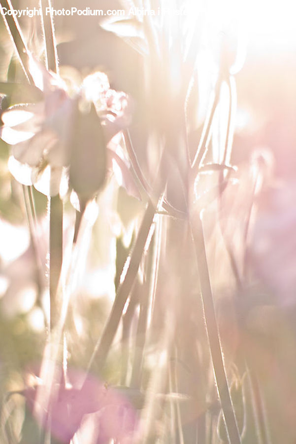 Cosmos, Blossom, Flower, Peony, Plant, Cherry Blossom, Flare