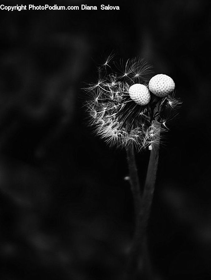 Dandelion, Flower, Plant, Blossom, Flora, Pollen, Asteraceae
