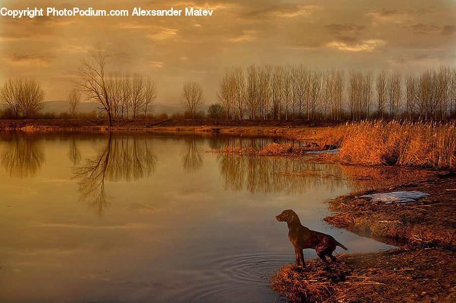 Animal, Canine, Dog, Mammal, Pet, Pointer, Grass