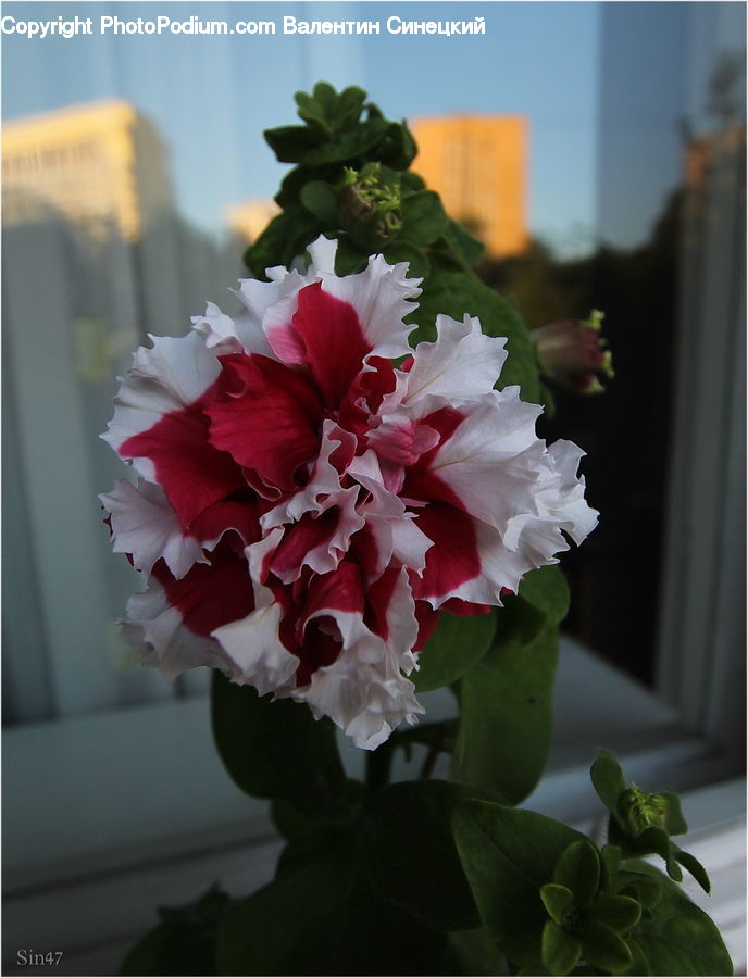 Plant, Potted Plant, Blossom, Carnation, Flower, Floral Design, Peony