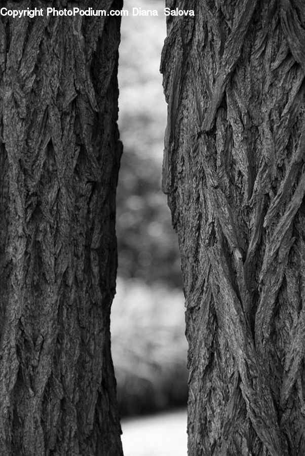 Oak, Tree, Wood, Fir, Redwood, Plant, Tree Trunk