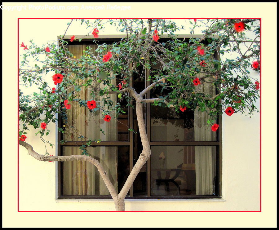 Bonsai, Plant, Potted Plant, Tree, Ivy, Vine, Blossom