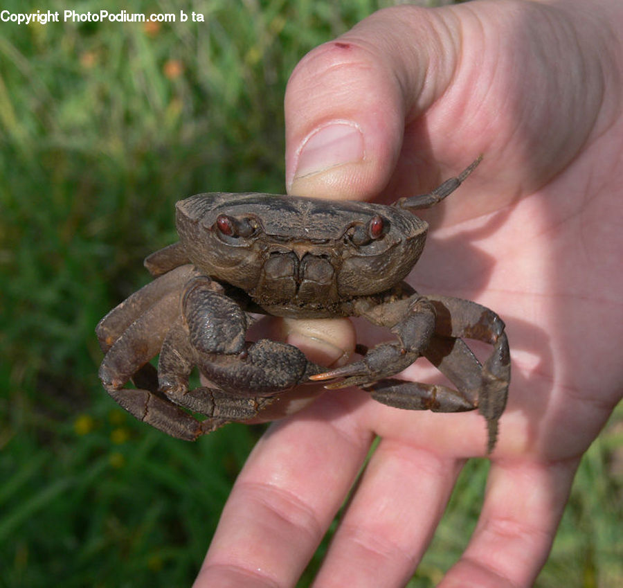 Box Turtle, Reptile, Tortoise, Turtle, Amphibian, Frog, Wildlife