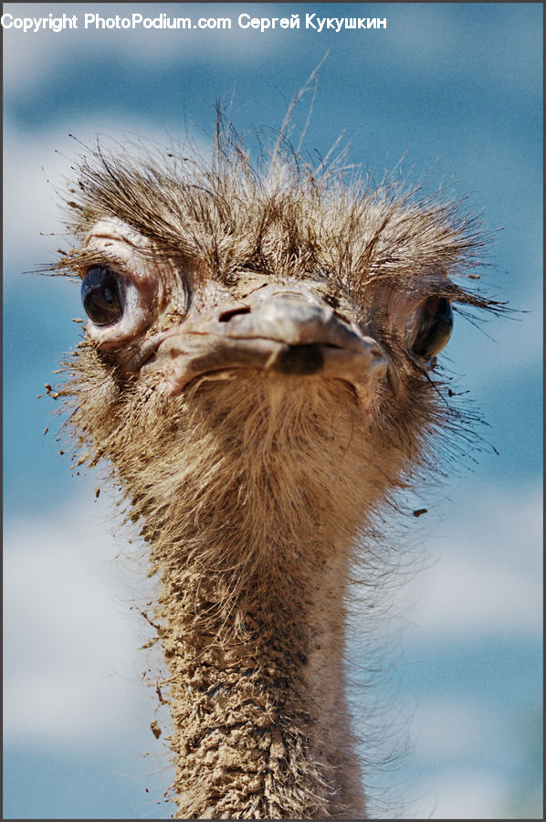 Bird, Ostrich, Emu