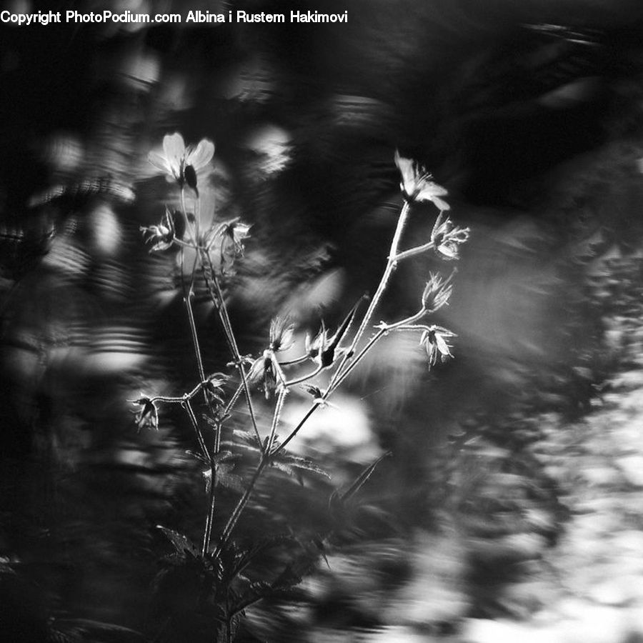 Grass, Plant, Reed, Blossom, Flora, Flower, Conifer