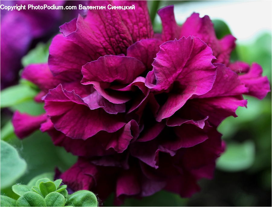 Blossom, Flora, Flower, Geranium, Plant, Carnation, Dahlia