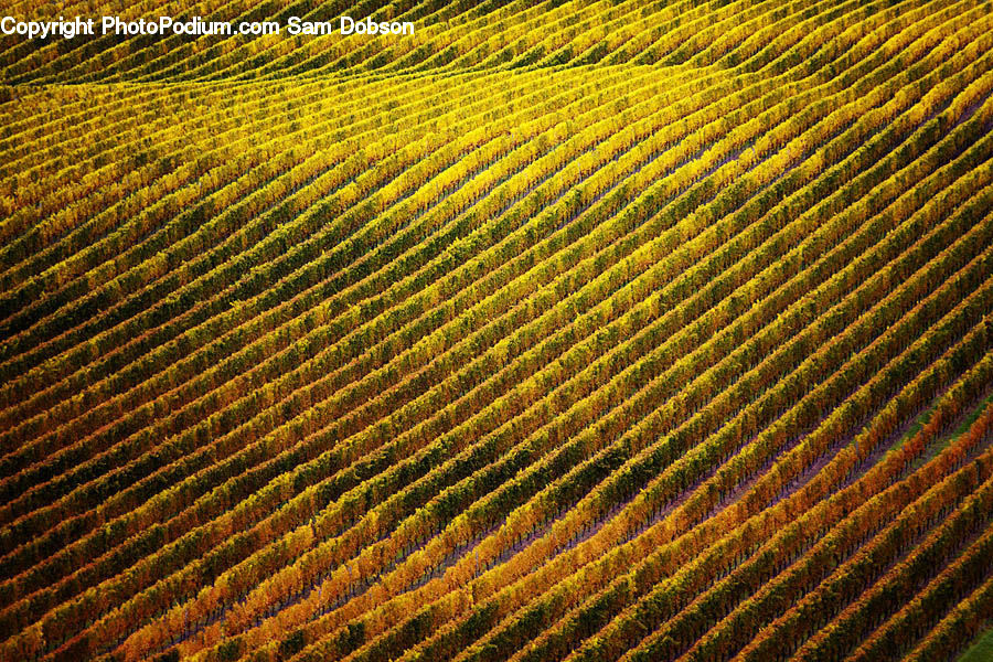 Field, Plant, Blossom, Flora, Flower, Countryside, Outdoors