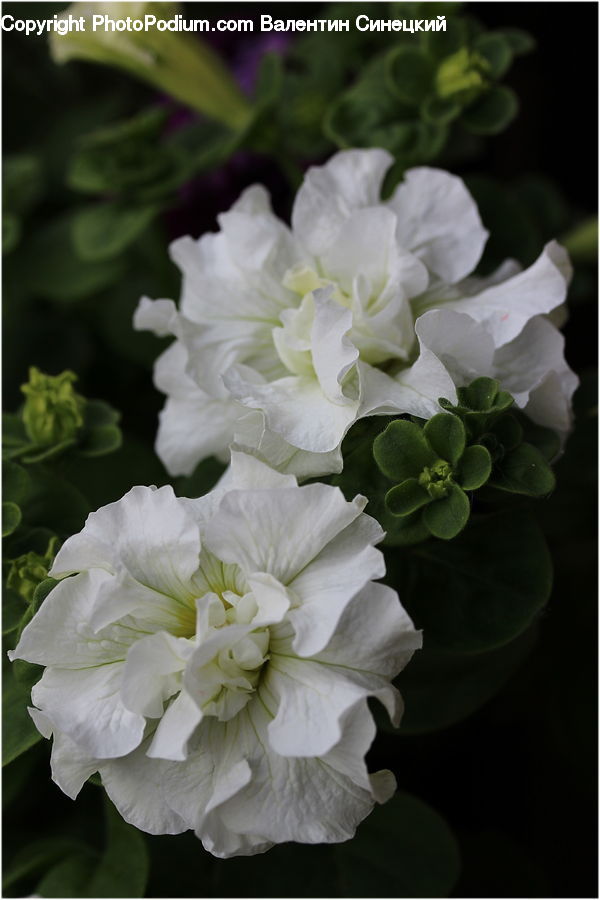 Blossom, Flora, Flower, Geranium, Plant, Petal, Gladiolus