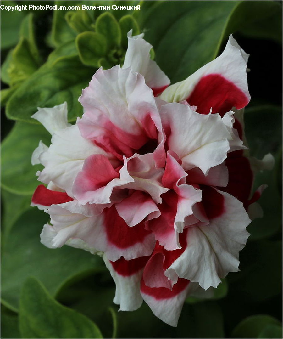 Flora, Flower, Gladiolus, Plant, Blossom, Petal, Geranium