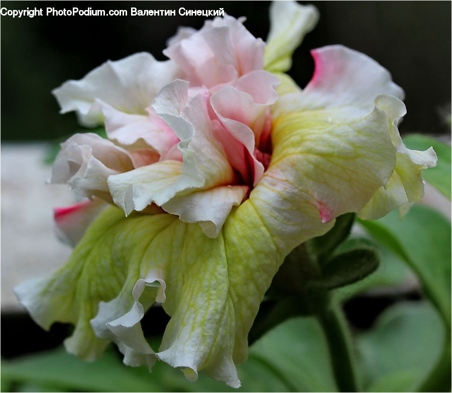 Flora, Flower, Gladiolus, Plant, Hibiscus, Poppy, Blossom