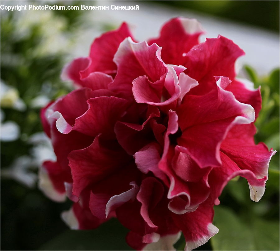 People, Person, Human, Blossom, Carnation, Flower, Plant