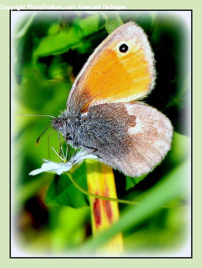 Butterfly, Insect, Invertebrate, Bee, Blossom, Flora, Flower