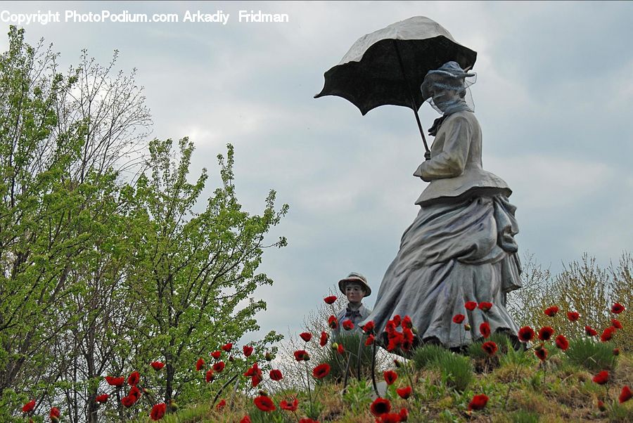 Blossom, Flora, Flower, Plant, Poppy, People, Person
