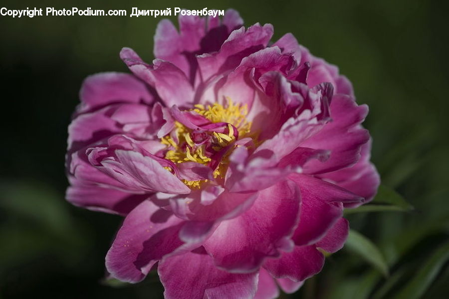 People, Person, Human, Blossom, Flower, Peony, Plant