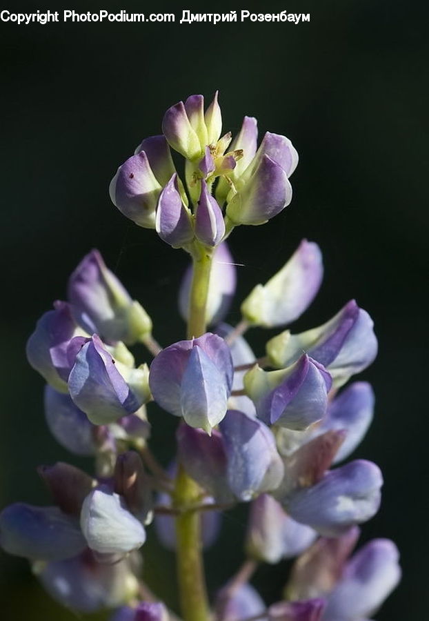 Flower, Lupin, Plant, Blossom, Flora, Petal, Crocus
