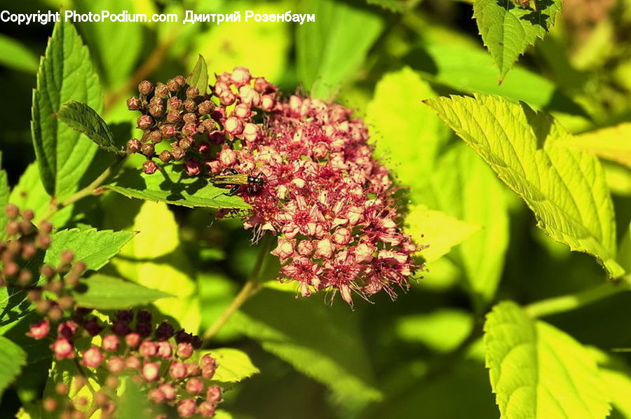 Fruit, Plant, Raspberry, Blossom, Flora, Flower, Bush