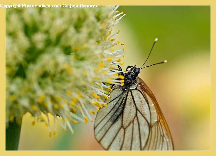 Butterfly, Insect, Invertebrate, Mosquito, Blossom, Flora, Flower