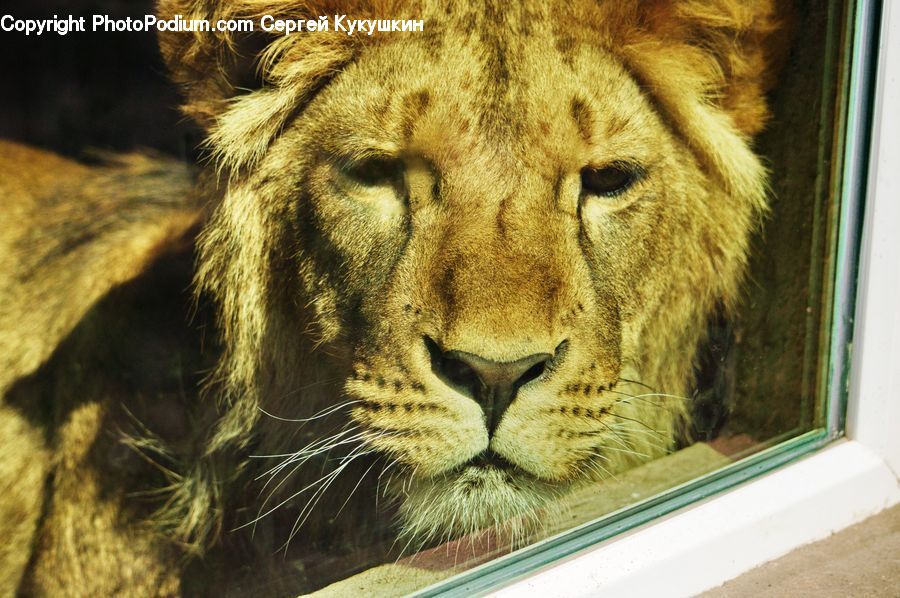 Animal, Lion, Wildlife