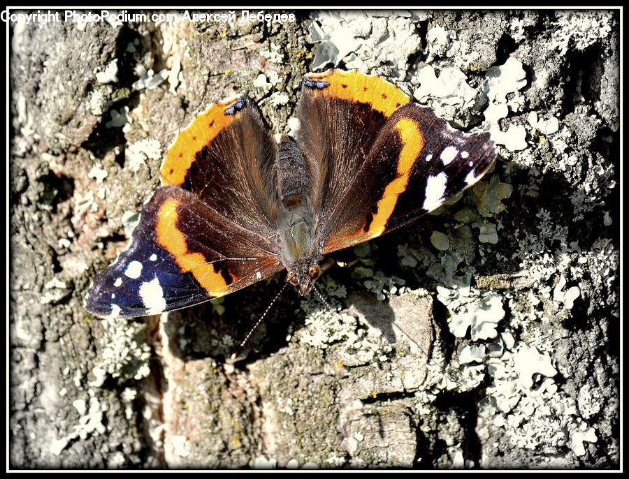 Butterfly, Insect, Invertebrate, Blossom, Flora, Flower, Plant
