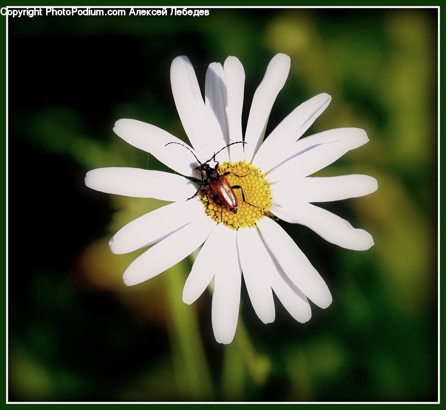 Daisies, Daisy, Flower, Plant, Asteraceae, Blossom, Flora