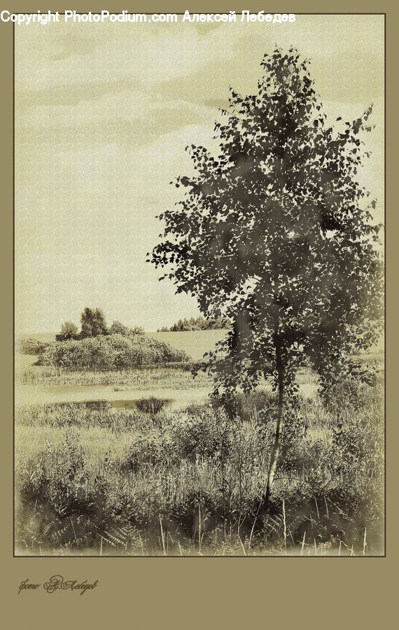 Plant, Tree, Conifer, Fir, Oak, Wood, Bush